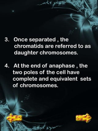 3. Once separated , the
   chromatids are referred to as
   daughter chromosomes.

4. At the end of anaphase , the
   two poles of the cell have
   complete and equivalent sets
   of chromosomes.
 
