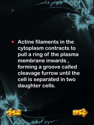 Actine filaments in the
cytoplasm contracts to
pull a ring of the plasma
membrane inwards ,
forming a groove called
cleavage furrow until the
cell is separated in two
daughter cells.
 