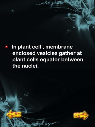 In plant cell , membrane
enclosed vesicles gather at
plant cells equator between
the nuclei.
 