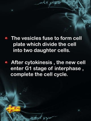The vesicles fuse to form cell
 plate which divide the cell
 into two daughter cells.

After cytokinesis , the new cell
enter G1 stage of interphase ,
complete the cell cycle.
 