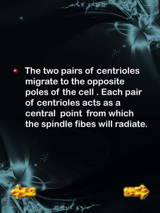 The two pairs of centrioles
migrate to the opposite
poles of the cell . Each pair
of centrioles acts as a
central point from which
the spindle fibes will radiate.
 