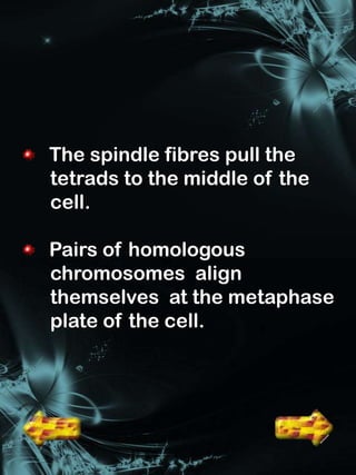 The spindle fibres pull the
tetrads to the middle of the
cell.

Pairs of homologous
chromosomes align
themselves at the metaphase
plate of the cell.
 