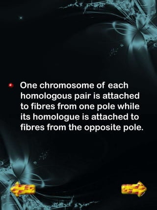 One chromosome of each
homologous pair is attached
to fibres from one pole while
its homologue is attached to
fibres from the opposite pole.
 