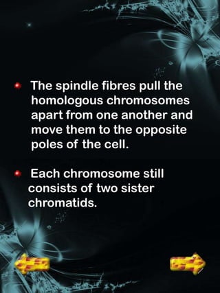 The spindle fibres pull the
homologous chromosomes
apart from one another and
move them to the opposite
poles of the cell.

Each chromosome still
consists of two sister
chromatids.
 