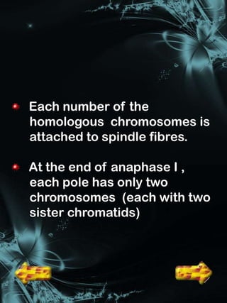 Each number of the
homologous chromosomes is
attached to spindle fibres.

At the end of anaphase I ,
each pole has only two
chromosomes (each with two
sister chromatids)
 