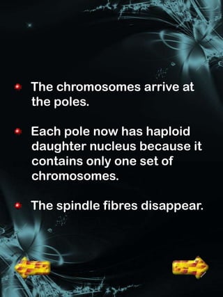 The chromosomes arrive at
the poles.

Each pole now has haploid
daughter nucleus because it
contains only one set of
chromosomes.

The spindle fibres disappear.
 