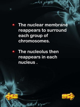 The nuclear membrane
reappears to surround
each group of
chromosomes.

The nucleolus then
reappears in each
nucleus .
 