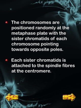The chromosomes are
positioned randomly at the
metaphase plate with the
sister chromatids of each
chromosome pointing
towards opposite poles.

Each sister chromatids is
attached to the spindle fibres
at the centromere.
 