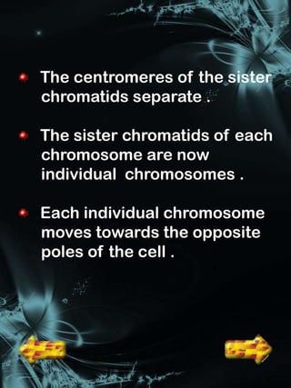 The centromeres of the sister
chromatids separate .

The sister chromatids of each
chromosome are now
individual chromosomes .

Each individual chromosome
moves towards the opposite
poles of the cell .
 