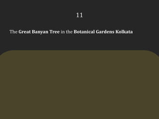 11The Great Banyan Tree in the Botanical Gardens Kolkata