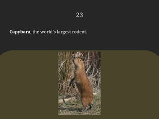 23Capybara, the world’s largest rodent.