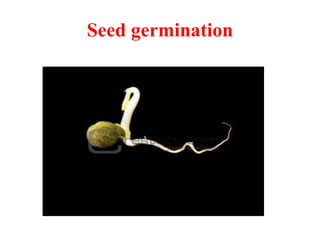 Seed germination
 