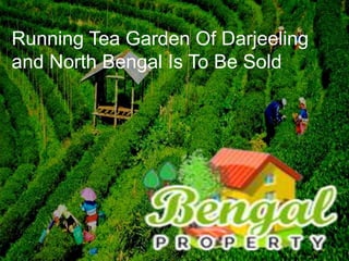 Running Tea Garden Of Darjeeling
and North Bengal Is To Be Sold
 