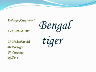 Wildlife Assignment 
+923026243208 
M.Mubashar Ali 
Bs Zoology 
6th Semester 
Roll# 1 
Bengal 
tiger 
 
