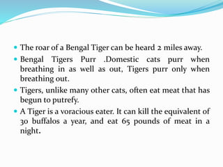  The roar of a Bengal Tiger can be heard 2 miles away. 
 Bengal Tigers Purr .Domestic cats purr when 
breathing in as well as out, Tigers purr only when 
breathing out. 
 Tigers, unlike many other cats, often eat meat that has 
begun to putrefy. 
 A Tiger is a voracious eater. It can kill the equivalent of 
30 buffalos a year, and eat 65 pounds of meat in a 
night. 
 
