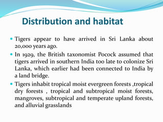Distribution and habitat 
 Tigers appear to have arrived in Sri Lanka about 
20,000 years ago. 
 In 1929, the British taxonomist Pocock assumed that 
tigers arrived in southern India too late to colonize Sri 
Lanka, which earlier had been connected to India by 
a land bridge. 
 Tigers inhabit tropical moist evergreen forests ,tropical 
dry forests , tropical and subtropical moist forests, 
mangroves, subtropical and temperate upland forests, 
and alluvial grasslands 
 