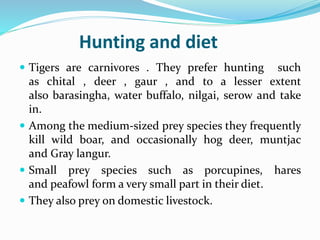 Hunting and diet 
 Tigers are carnivores . They prefer hunting such 
as chital , deer , gaur , and to a lesser extent 
also barasingha, water buffalo, nilgai, serow and take 
in. 
 Among the medium-sized prey species they frequently 
kill wild boar, and occasionally hog deer, muntjac 
and Gray langur. 
 Small prey species such as porcupines, hares 
and peafowl forma very small part in their diet. 
 They also prey on domestic livestock. 
 