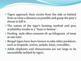 Tigers approach their victim from the side or behind 
from as close a distance as possible and grasp the prey's 
throat to kill it. 
 The nature of the tiger's hunting method and prey 
availability results in a "feast or famine" . 
 Feeding style often consume 18–40 kilograms of meat 
at one time. 
 Bengal tigers have been known to take other predators, 
such as leopards, wolves, jackals, foxes, crocodiles. 
 Adult elephants and rhinoceroses are too large to be 
successfully tackled by tigers. 
 