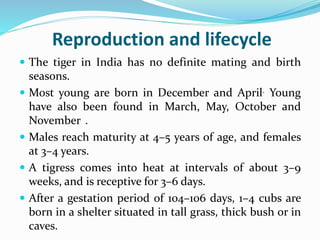 Reproduction and lifecycle 
 The tiger in India has no definite mating and birth 
seasons. 
 Most young are born in December and April. Young 
have also been found in March, May, October and 
November . 
 Males reach maturity at 4–5 years of age, and females 
at 3–4 years. 
 A tigress comes into heat at intervals of about 3–9 
weeks, and is receptive for 3–6 days. 
 After a gestation period of 104–106 days, 1–4 cubs are 
born in a shelter situated in tall grass, thick bush or in 
caves. 
 