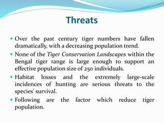 Threats 
 Over the past century tiger numbers have fallen 
dramatically, with a decreasing population trend. 
 None of the Tiger Conservation Landscapes within the 
Bengal tiger range is large enough to support an 
effective population size of 250 individuals. 
 Habitat losses and the extremely large-scale 
incidences of hunting are serious threats to the 
species' survival. 
 Following are the factor which reduce tiger 
population. 
 