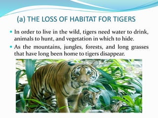(a) THE LOSS OF HABITAT FOR TIGERS 
 In order to live in the wild, tigers need water to drink, 
animals to hunt, and vegetation in which to hide. 
 As the mountains, jungles, forests, and long grasses 
that have long been home to tigers disappear. 
 