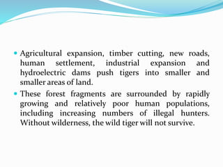  Agricultural expansion, timber cutting, new roads, 
human settlement, industrial expansion and 
hydroelectric dams push tigers into smaller and 
smaller areas of land. 
 These forest fragments are surrounded by rapidly 
growing and relatively poor human populations, 
including increasing numbers of illegal hunters. 
Without wilderness, the wild tiger will not survive. 
 