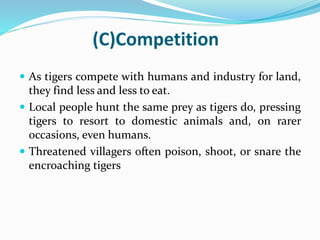 (C)Competition 
 As tigers compete with humans and industry for land, 
they find less and less to eat. 
 Local people hunt the same prey as tigers do, pressing 
tigers to resort to domestic animals and, on rarer 
occasions, even humans. 
 Threatened villagers often poison, shoot, or snare the 
encroaching tigers 
 
