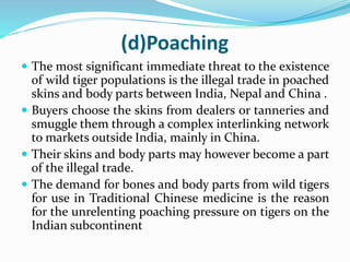 (d)Poaching 
 The most significant immediate threat to the existence 
of wild tiger populations is the illegal trade in poached 
skins and body parts between India, Nepal and China . 
 Buyers choose the skins from dealers or tanneries and 
smuggle them through a complex interlinking network 
to markets outside India, mainly in China. 
 Their skins and body parts may however become a part 
of the illegal trade. 
 The demand for bones and body parts from wild tigers 
for use in Traditional Chinese medicine is the reason 
for the unrelenting poaching pressure on tigers on the 
Indian subcontinent 
 