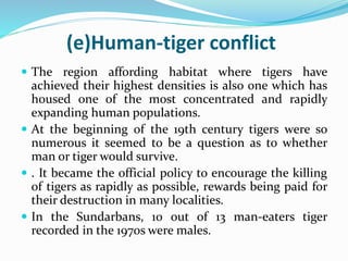(e)Human-tiger conflict 
 The region affording habitat where tigers have 
achieved their highest densities is also one which has 
housed one of the most concentrated and rapidly 
expanding human populations. 
 At the beginning of the 19th century tigers were so 
numerous it seemed to be a question as to whether 
man or tiger would survive. 
 . It became the official policy to encourage the killing 
of tigers as rapidly as possible, rewards being paid for 
their destruction in many localities. 
 In the Sundarbans, 10 out of 13 man-eaters tiger 
recorded in the 1970s were males. 
 