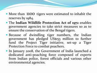  More than 1100 tigers were estimated to inhabit the 
reserves by 1984. 
 The Indian Wildlife Protection Act of 1972 enables 
government agencies to take strict measures so as to 
ensure the conservation of the Bengal tigers. 
 Because of dwindling tiger numbers, the Indian 
government has pledged US$153 million to further 
fund the Project Tiger initiative, set-up a Tiger 
Protection Force to combat poachers. 
 In January 2008, the Government of India launched a 
dedicated anti-poaching force composed of experts 
from Indian police, forest officials and various other 
environmental agencies. 
 