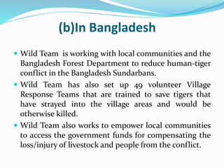 (b)In Bangladesh 
 Wild Team is working with local communities and the 
Bangladesh Forest Department to reduce human-tiger 
conflict in the Bangladesh Sundarbans. 
 Wild Team has also set up 49 volunteer Village 
Response Teams that are trained to save tigers that 
have strayed into the village areas and would be 
otherwise killed. 
 Wild Team also works to empower local communities 
to access the government funds for compensating the 
loss/injury of livestock and people from the conflict. 
 