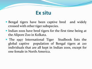 Ex situ 
 Bengal tigers have been captive bred and widely 
crossed with other tiger subspecies. 
 Indian zoos have bred tigers for the first time being at 
the Alipore Zoo in Kolkata. 
 The 1997 International Tiger Studbook lists the 
global captive population of Bengal tigers at 210 
individuals that are all kept in Indian zoos, except for 
one female in North America. 
 