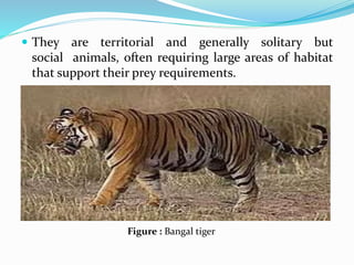 They are territorial and generally solitary but 
social animals, often requiring large areas of habitat 
that support their prey requirements. 
Figure : Bangal tiger 
 