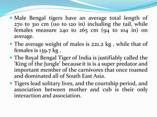  Male Bengal tigers have an average total length of 
270 to 310 cm (110 to 120 in) including the tail, while 
females measure 240 to 265 cm (94 to 104 in) on 
average. 
 The average weight of males is 221.2 kg , while that of 
females is 139.7 kg . 
 The Royal Bengal Tiger of India is justifiably called the 
'King of the Jungle’ because it is is a super predator and 
important member of the carnivores that once roamed 
and dominated all of South East Asia. 
 Tigers lead solitary lives, and the courtship period, and 
association between mother and cub is their only 
interaction and association. 
 