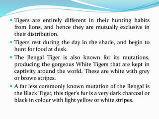  Tigers are entirely different in their hunting habits 
from lions, and hence they are mutually exclusive in 
their distribution. 
 Tigers rest during the day in the shade, and begin to 
hunt for food at dusk. 
 The Bengal Tiger is also known for its mutations, 
producing the gorgeous White Tigers that are kept in 
captivity around the world. These are white with grey 
or brown stripes. 
 A far less commonly known mutation of the Bengal is 
the Black Tiger, this tiger’s fur is a very dark charcoal or 
black in colour with light yellow or white stripes. 
 