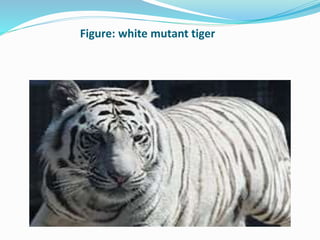 Figure: white mutant tiger 
 