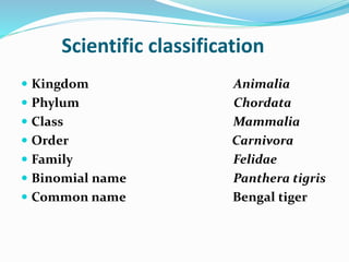 Scientific classification 
 Kingdom Animalia 
 Phylum Chordata 
 Class Mammalia 
 Order Carnivora 
 Family Felidae 
 Binomial name Panthera tigris 
 Common name Bengal tiger 
 