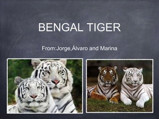BENGAL TIGER
From:Jorge,Álvaro and Marina
 