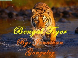 Bengal Tiger By: Jonathan Gonzalez 