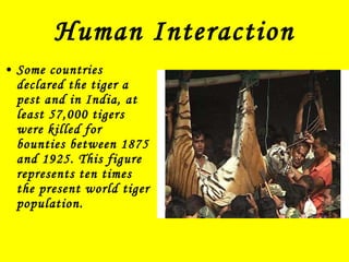 Human Interaction Some countries declared the tiger a pest and in India, at least 57,000 tigers were killed for bounties between 1875 and 1925. This figure represents ten times the present world tiger population.  