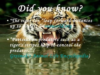 Did you know? “ The tiger can “leap forward distances up to 32.5 ft.” ( seaworld.org ) “ Patterns on predators such as a tiger's stripes help to conceal the predator.” ( Grzimek's Animal Life Encyclopedia ) 