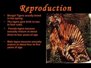Reproduction Bengal Tigers usually breed in the spring. The tigers give birth to two to four cubs. Female tigers become sexually mature at about three to four years of age .   Male tigers become sexually mature at about four to five years of age. 