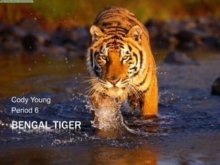 Cody Young
Period 6

BENGAL TIGER
 