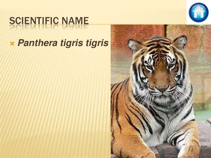 bengal-tiger-powerpoint