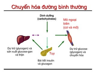 Chuyển hóa đường bình thường
Glucose
Gan
Mô ngoại
biên
(cơ và mỡ)
Bài tiết insulin
và glucagon
Dự trữ (glycogen) và
sản xuất glucose-gan
và thận Tụy
Dinh dưỡng
(carbohydrates)
Dự trữ glucose
(glycogen) và
chuyển hóa
 