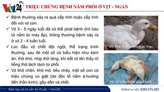 Benh nam phoi vit vet14h | PDF