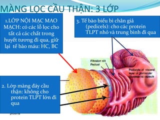 MÀNG LỌC CẦU THẬN: 3 LỚP
1.LỚP NỘI MẠC MAO
MẠCH: có các lỗ lọc cho
tất cả các chất trong
huyết tương đi qua, giữ
lại tế bào máu: HC, BC
2. Lớp màng đáy cầu
thận: không cho
protein TLPT lớn đi
qua
3. Tế bào biểu bì chân giả
(pedicels): cho các protein
TLPT nhỏ và trung bình đi qua
 