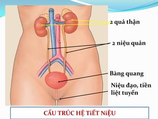 2 quả thận
Bàng quang
Niệu đạo, tiền
liệt tuyến
2 niệu quản
CẤU TRÚC HỆ TiẾT NiỆU
 