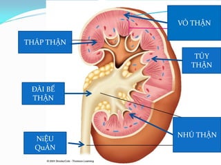 14-1b
VỎ THẬN
TỦY
THẬN
NHÚ THẬN
THÁP THẬN
ĐÀI BỂ
THẬN
NiỆU
QuẢN
 