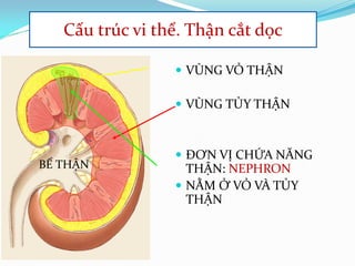  VÙNG VỎ THẬN
 VÙNG TỦY THẬN
 ĐƠN VỊ CHỨA NĂNG
THẬN: NEPHRON
 NẰM Ở VỎ VÀ TỦY
THẬN
BỂ THẬN
Cấu trúc vi thể. Thận cắt dọc
 